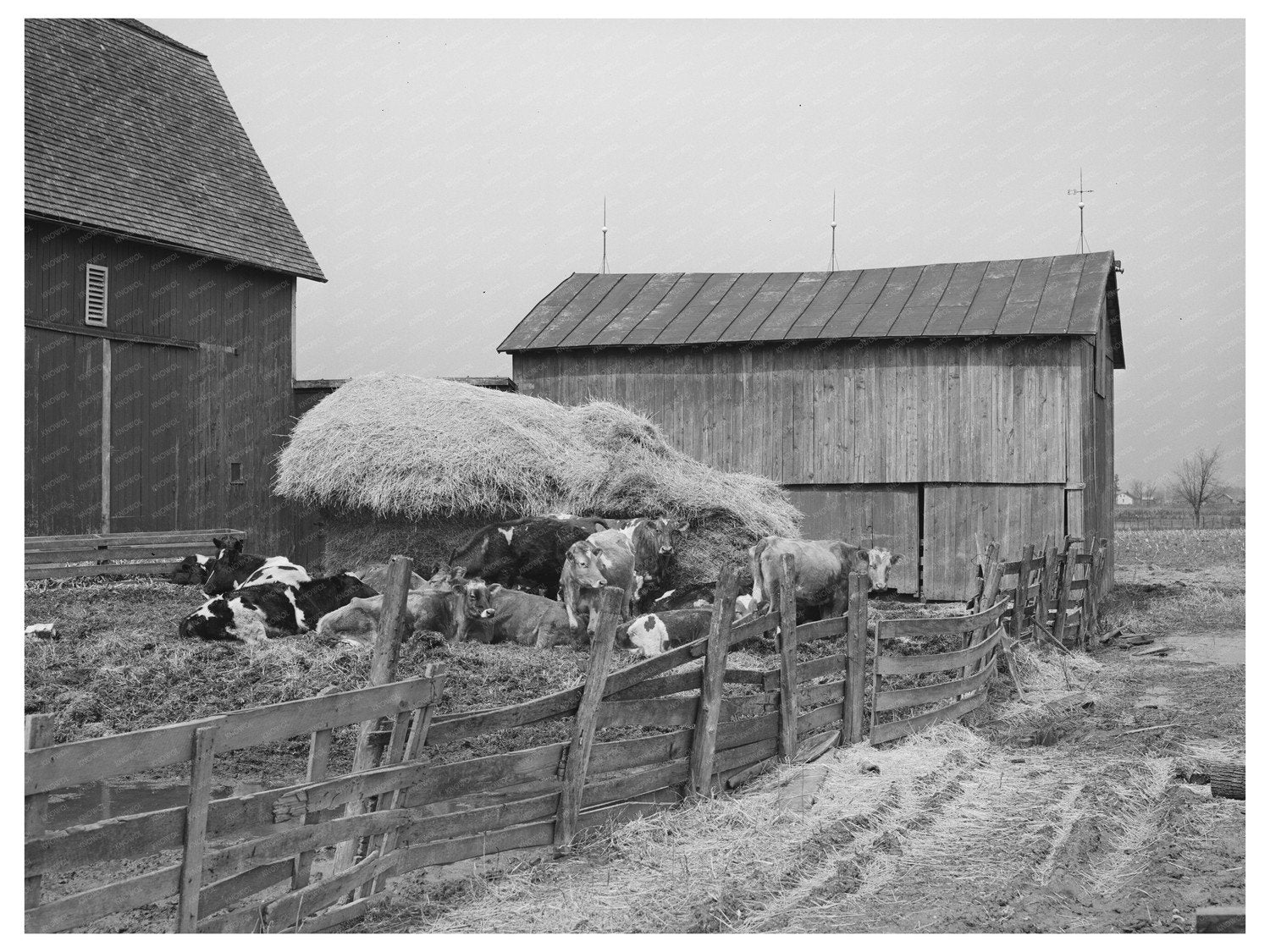 Barnyard Scene in Hancock County Ohio April 1941