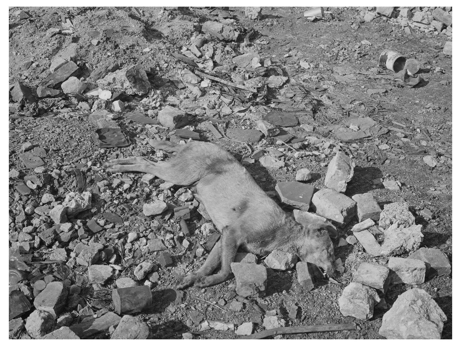 Dead Dog in Chicago Vacant Lot April 1941