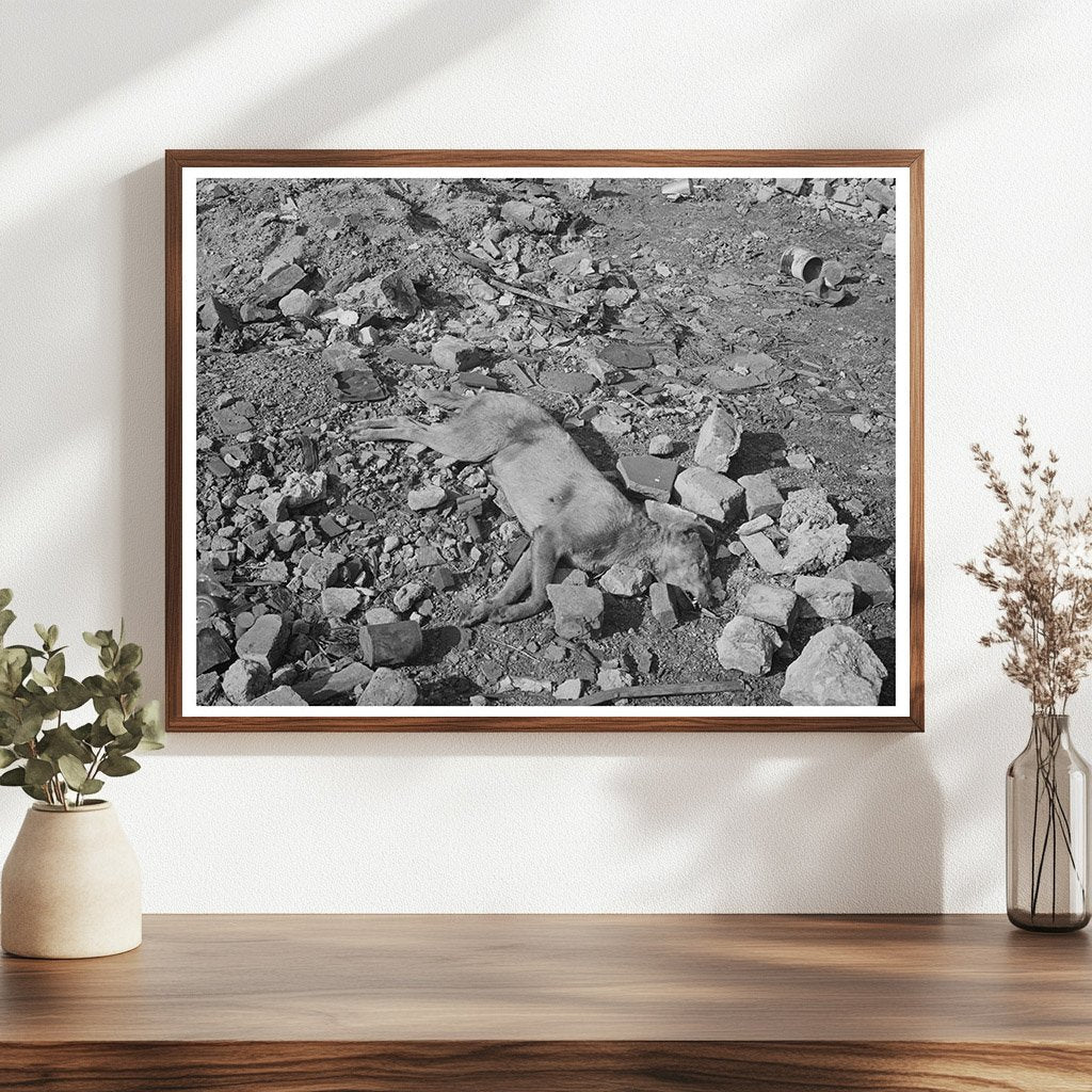 Dead Dog in Chicago Vacant Lot April 1941