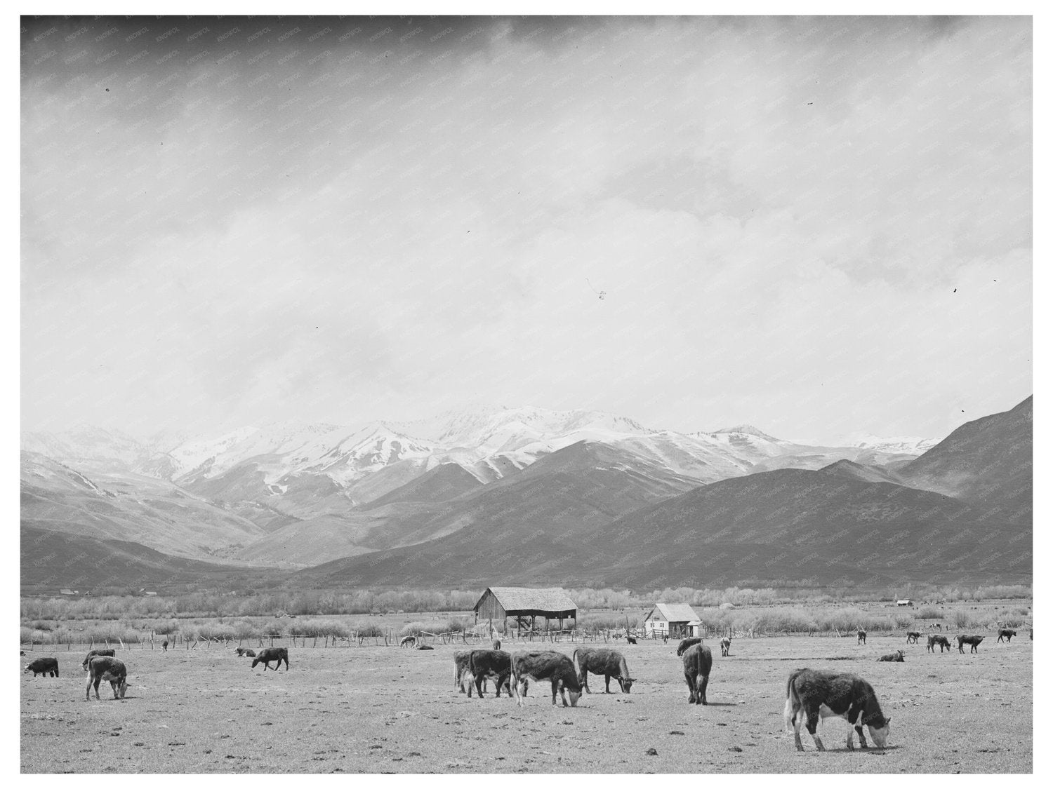 Cows Grazing in Heber Utah with Uinta Mountains 1941