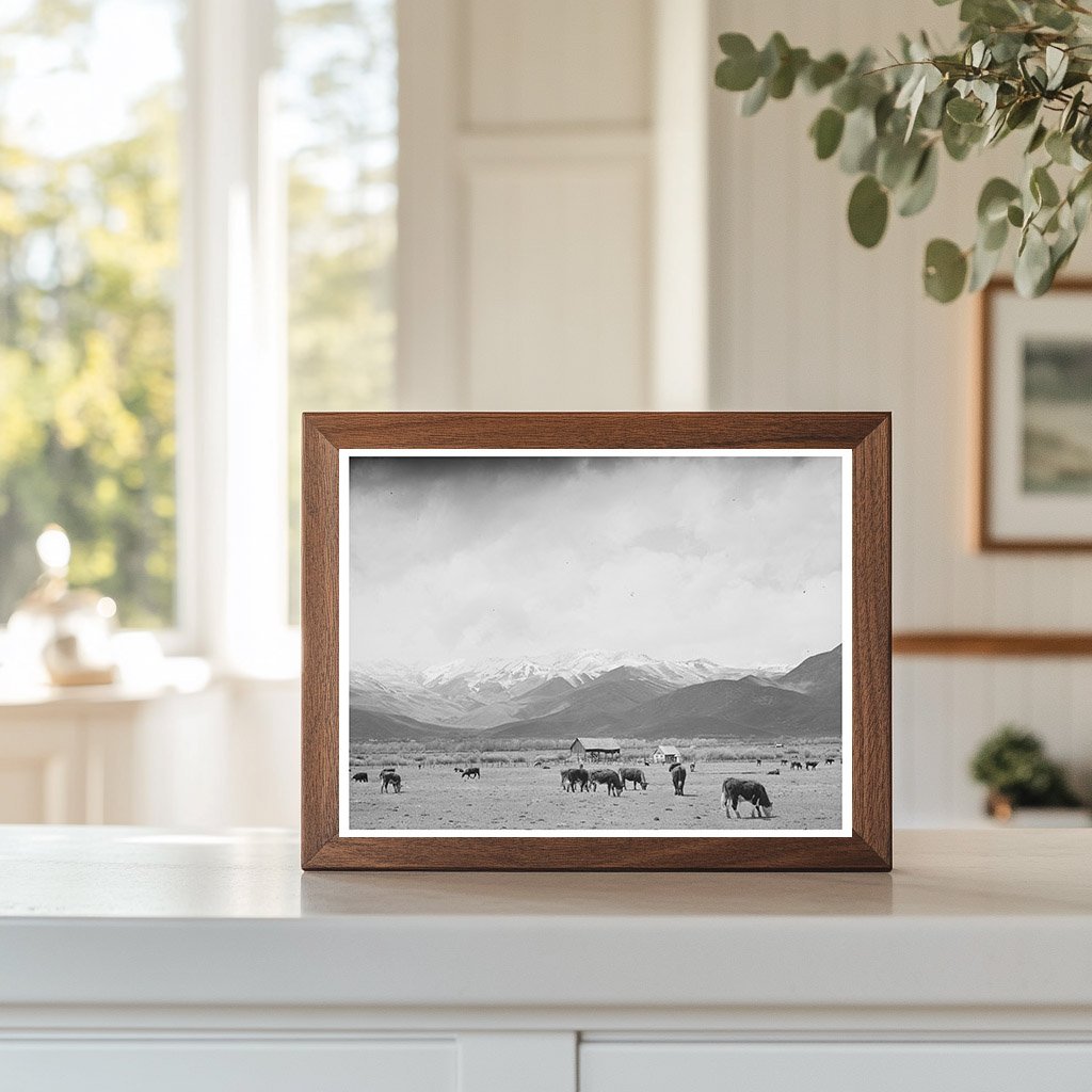 Cows Grazing in Heber Utah with Uinta Mountains 1941