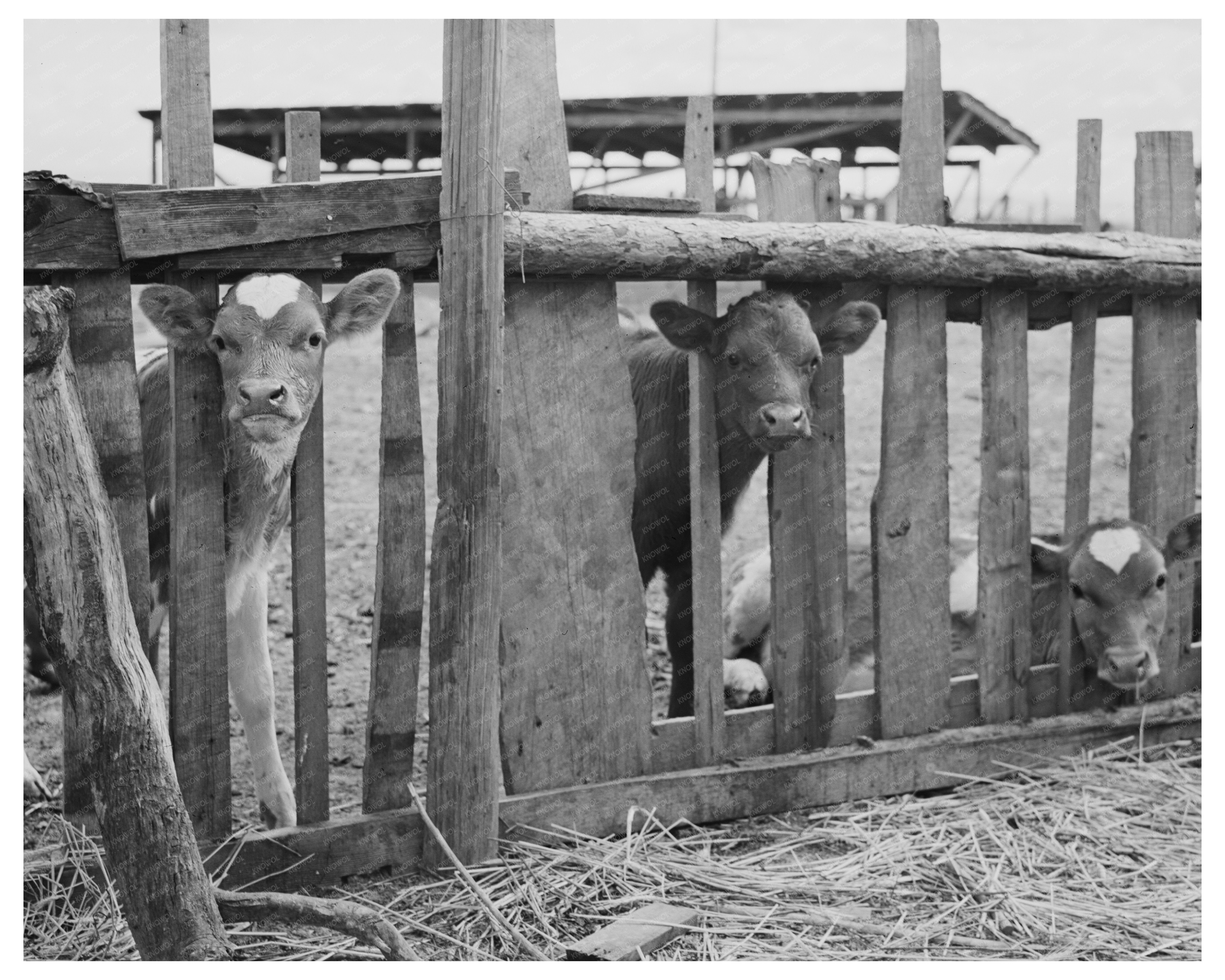 Calves on Oregon Farm May 1941 Farm Security Administration