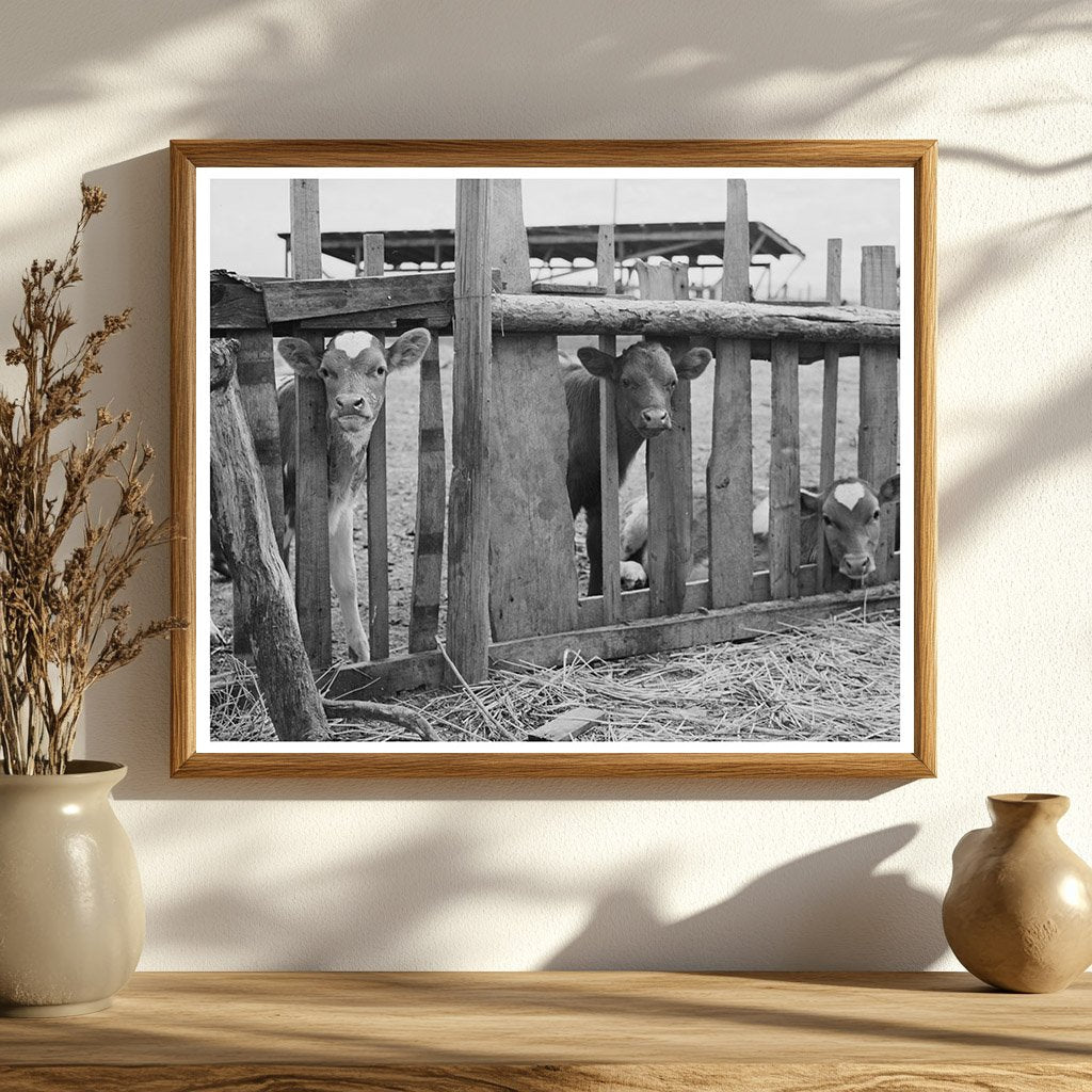 Calves on Oregon Farm May 1941 Farm Security Administration