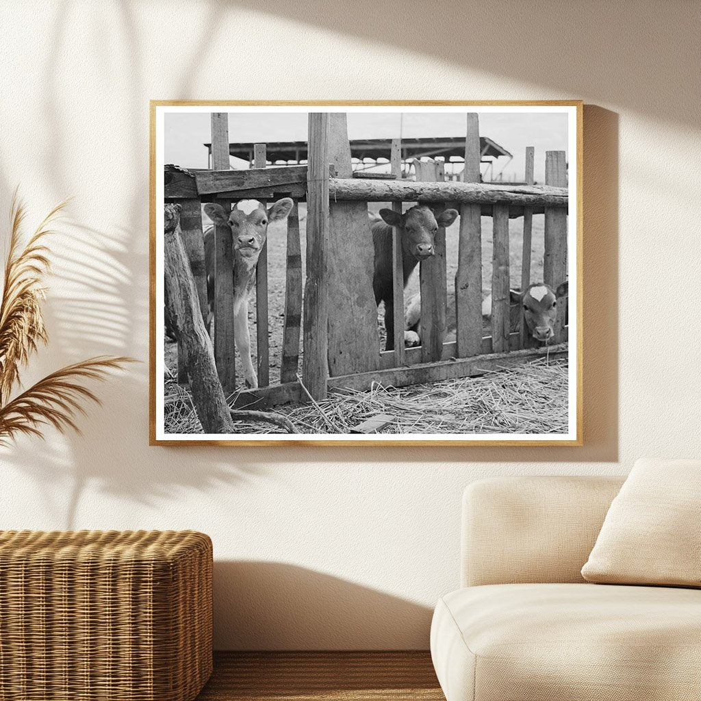 Calves on Oregon Farm May 1941 Farm Security Administration