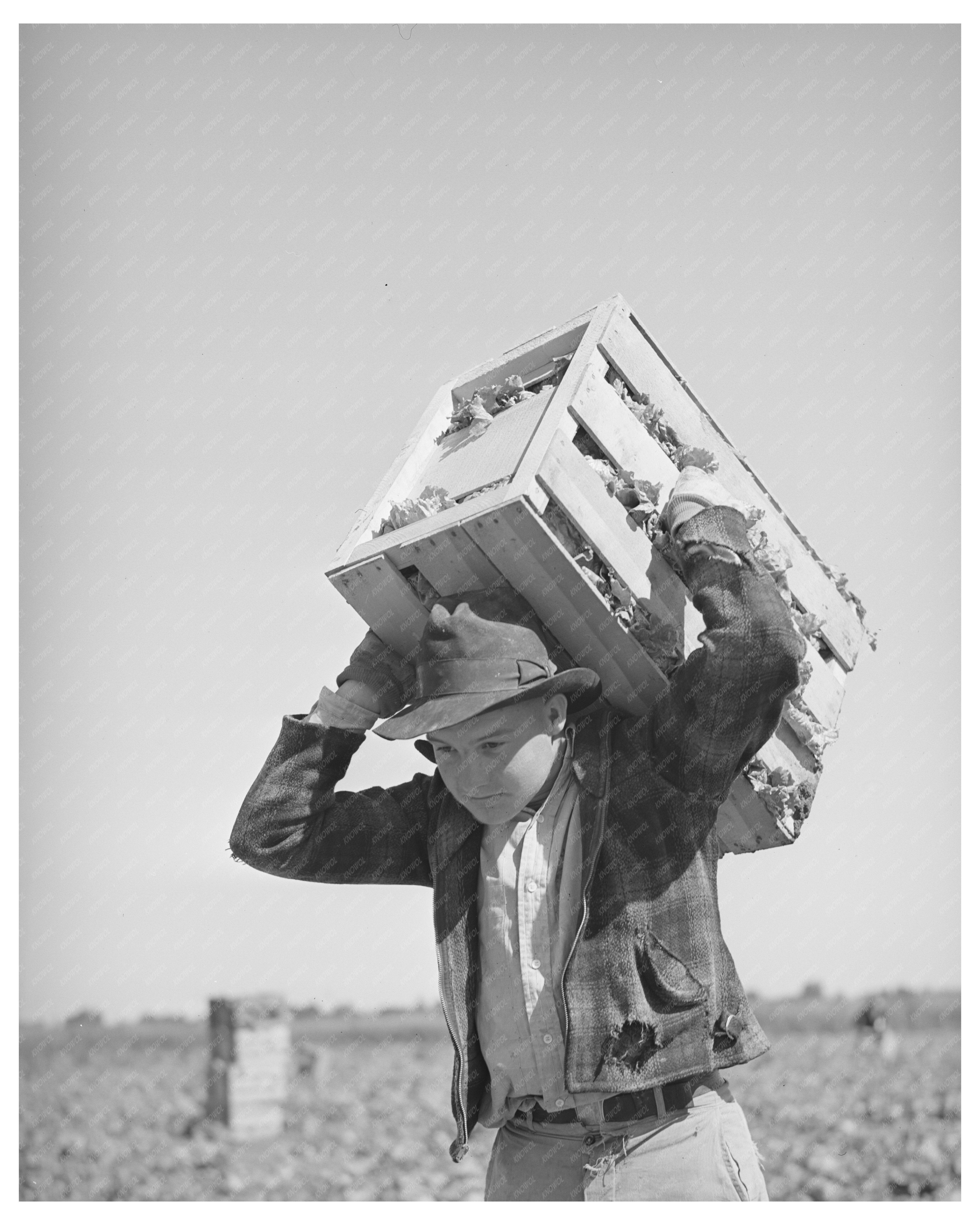 Lettuce Picker in Canyon County Idaho June 1941
