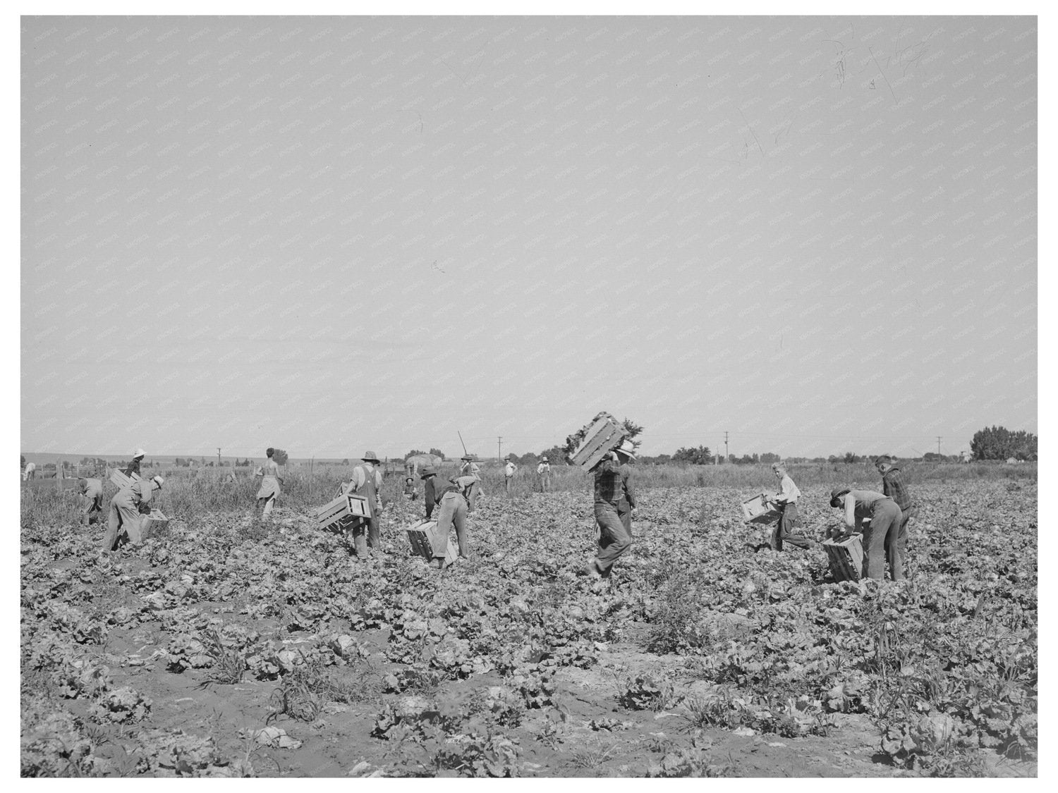 Lettuce Fields with Pickers in Canyon County Idaho 1941