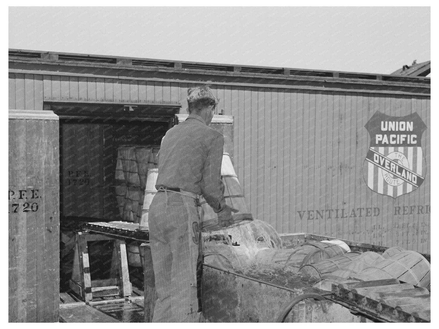 Lettuce Packing in Refrigerator Cars Nampa Idaho June 1941