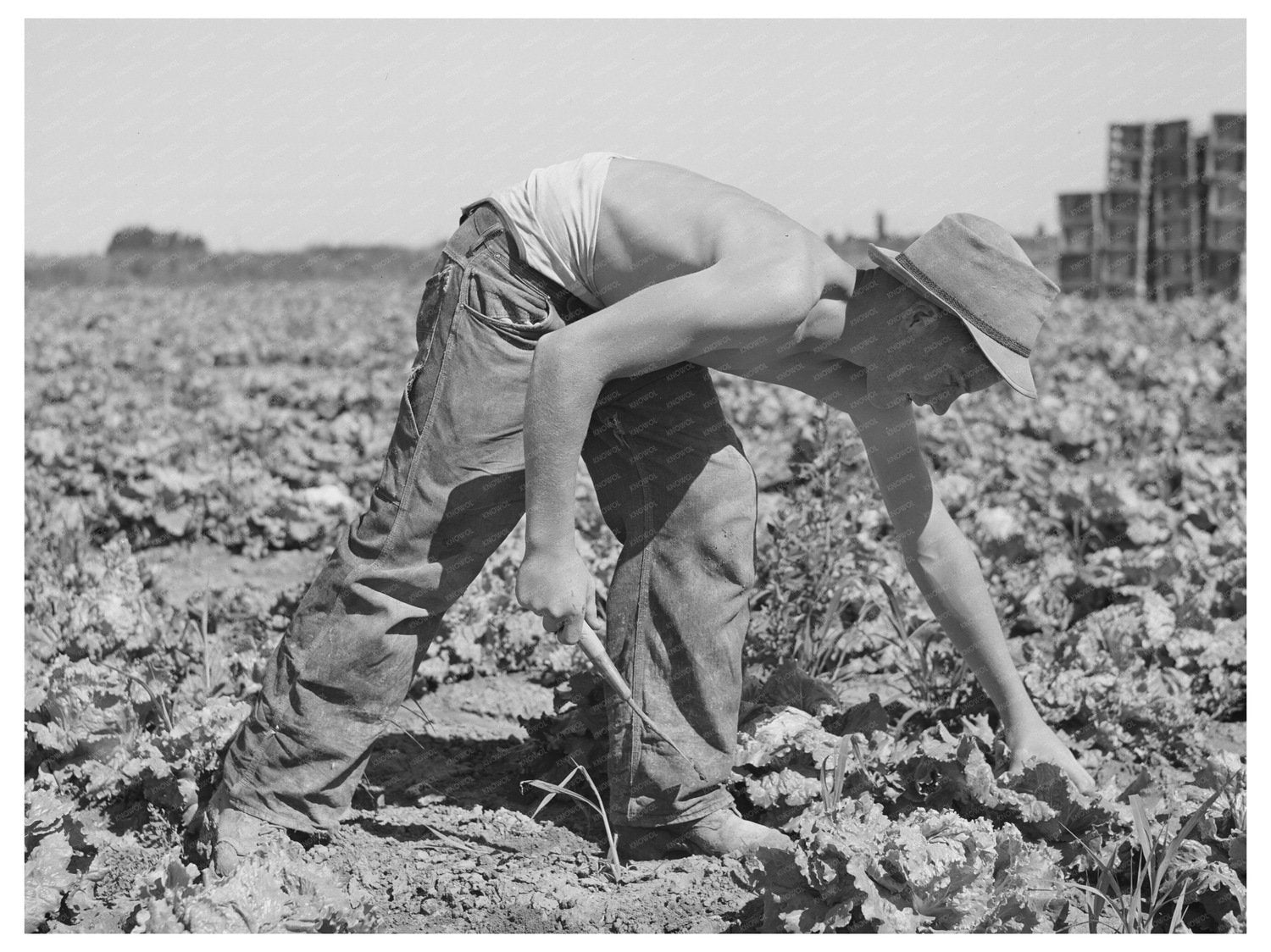 1941 Vintage Image of Lettuce Harvesting in Idaho Field