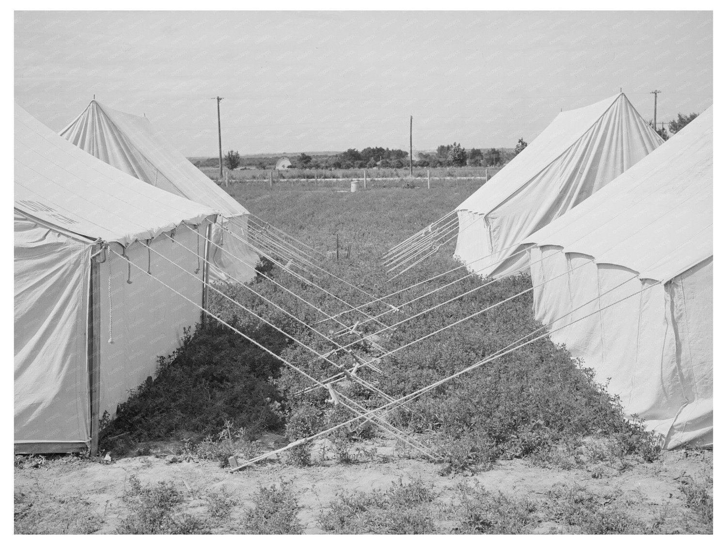 1941 Farm Security Administration Labor Camp Tents Idaho