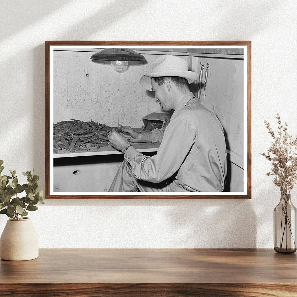 State Inspector Examining Peas Canyon County Idaho 1941