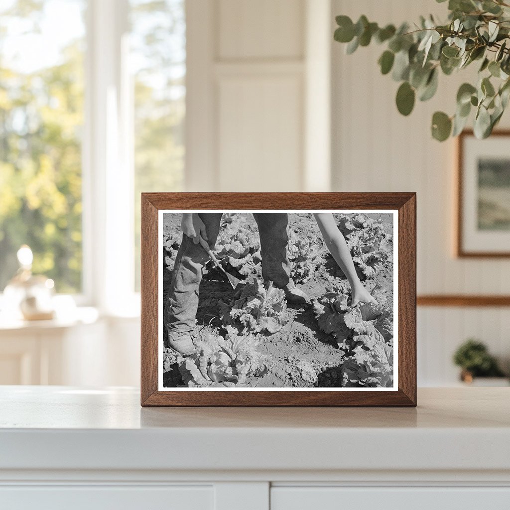 Workers Cutting Lettuce in Canyon County Idaho June 1941