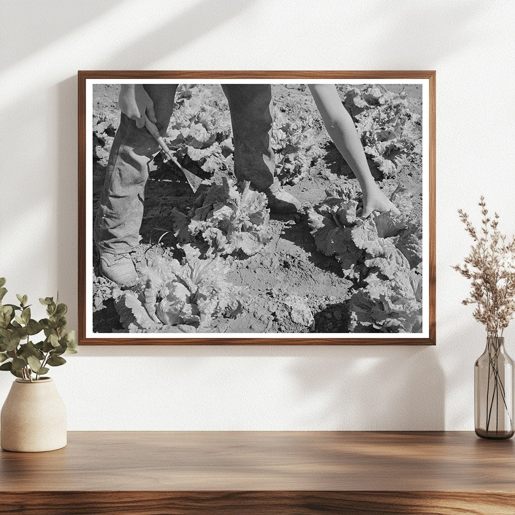 Workers Cutting Lettuce in Canyon County Idaho June 1941