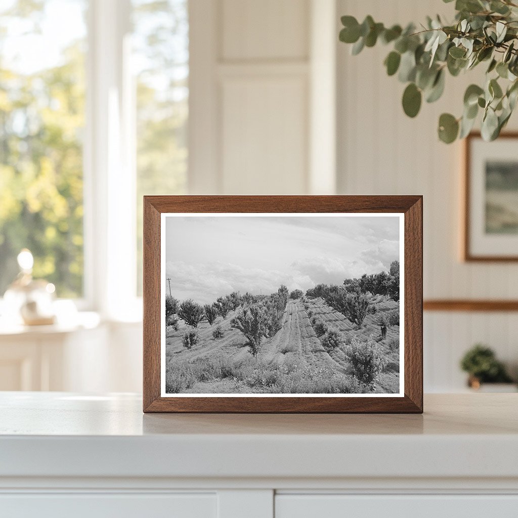 Canyon County Idaho Orchard June 1941 Vintage Photo