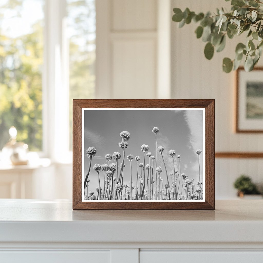 Onion Plants Going to Seed Canyon County Idaho 1941