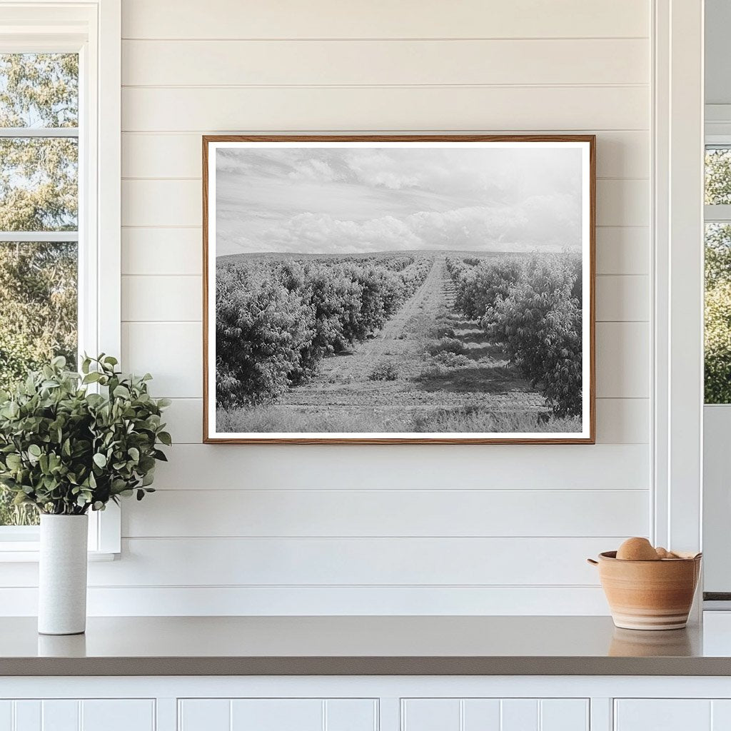 Canyon County Idaho Peach Orchard June 1941 Image