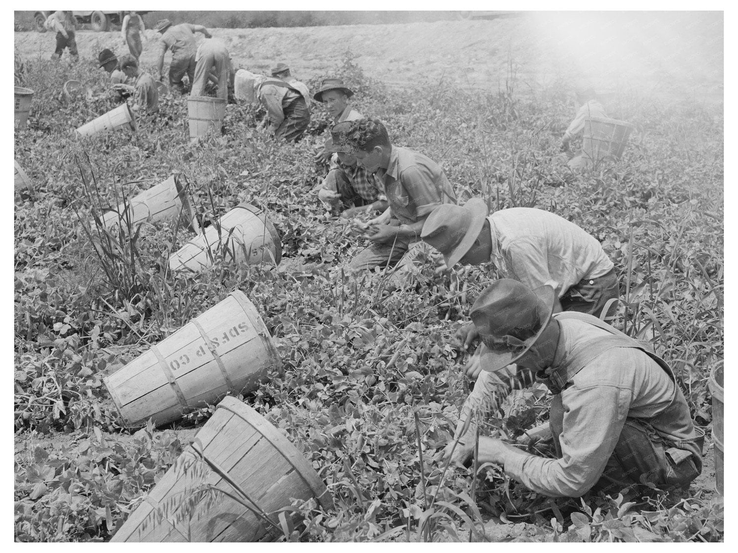 Pea Pickers in Canyon County Idaho June 1941 Black and White