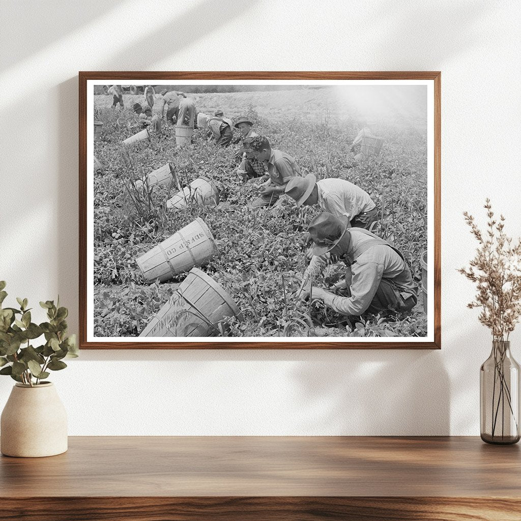 Pea Pickers in Canyon County Idaho June 1941 Black and White
