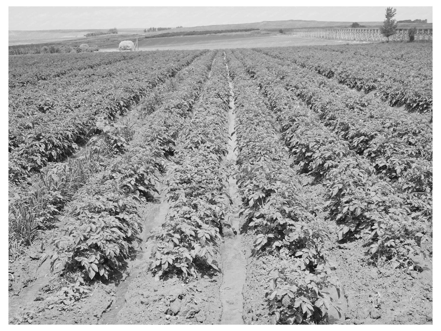 Irrigated Potato Field in Canyon County Idaho June 1941
