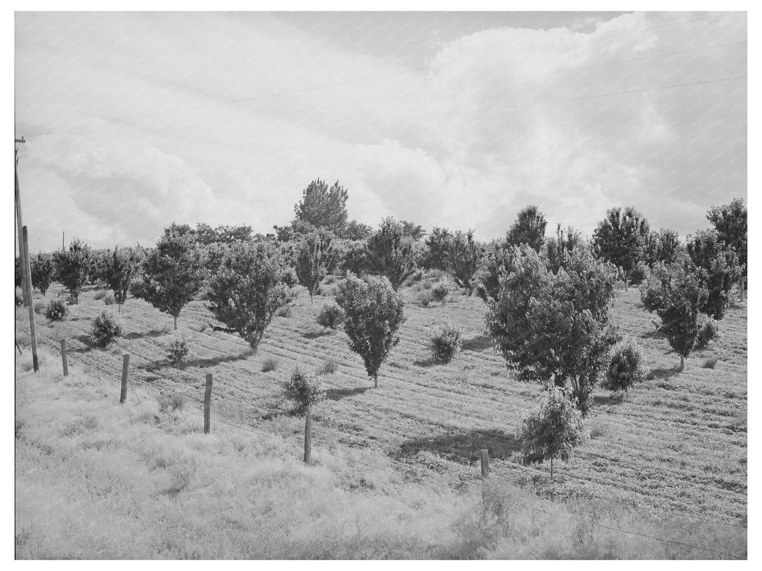 Orchard in Canyon County Idaho June 1941 Historical Photo