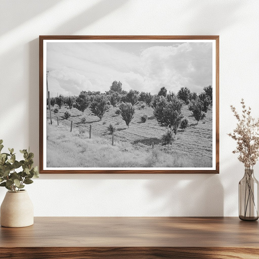 Orchard in Canyon County Idaho June 1941 Historical Photo