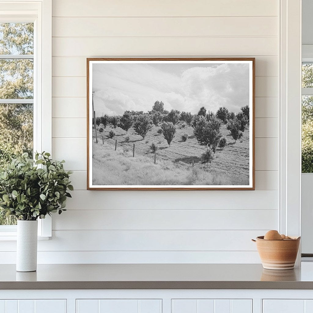 Orchard in Canyon County Idaho June 1941 Historical Photo