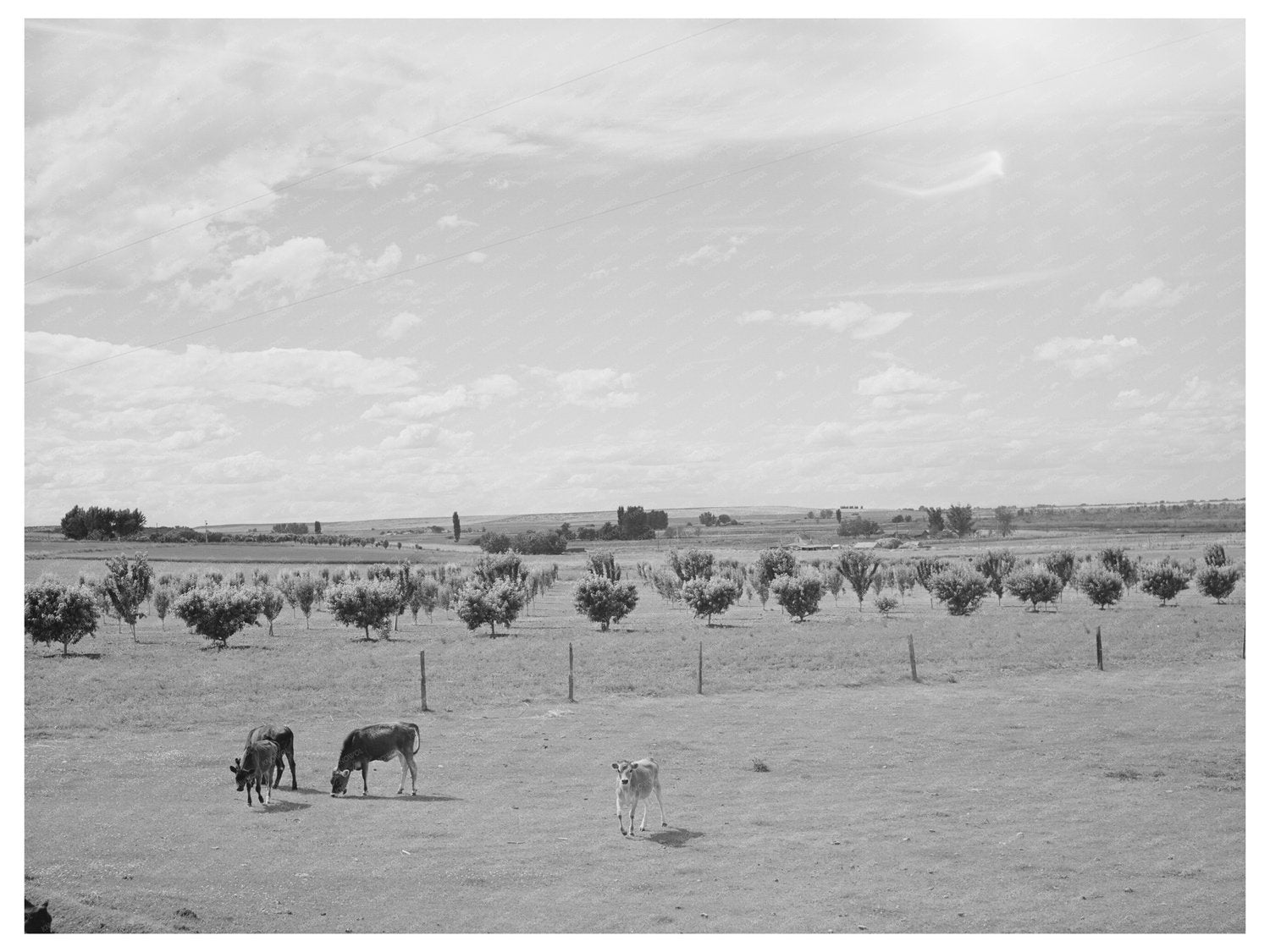 Canyon County Idaho Farm Scene June 1941 Dairying Life