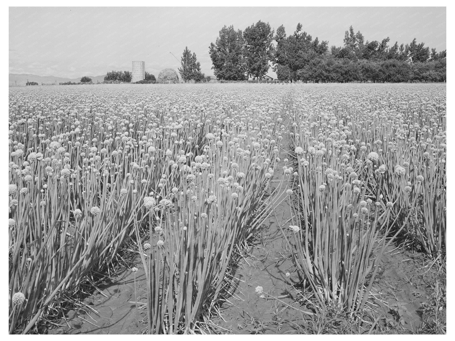 Onion Seed Farming in Canyon County Idaho June 1941