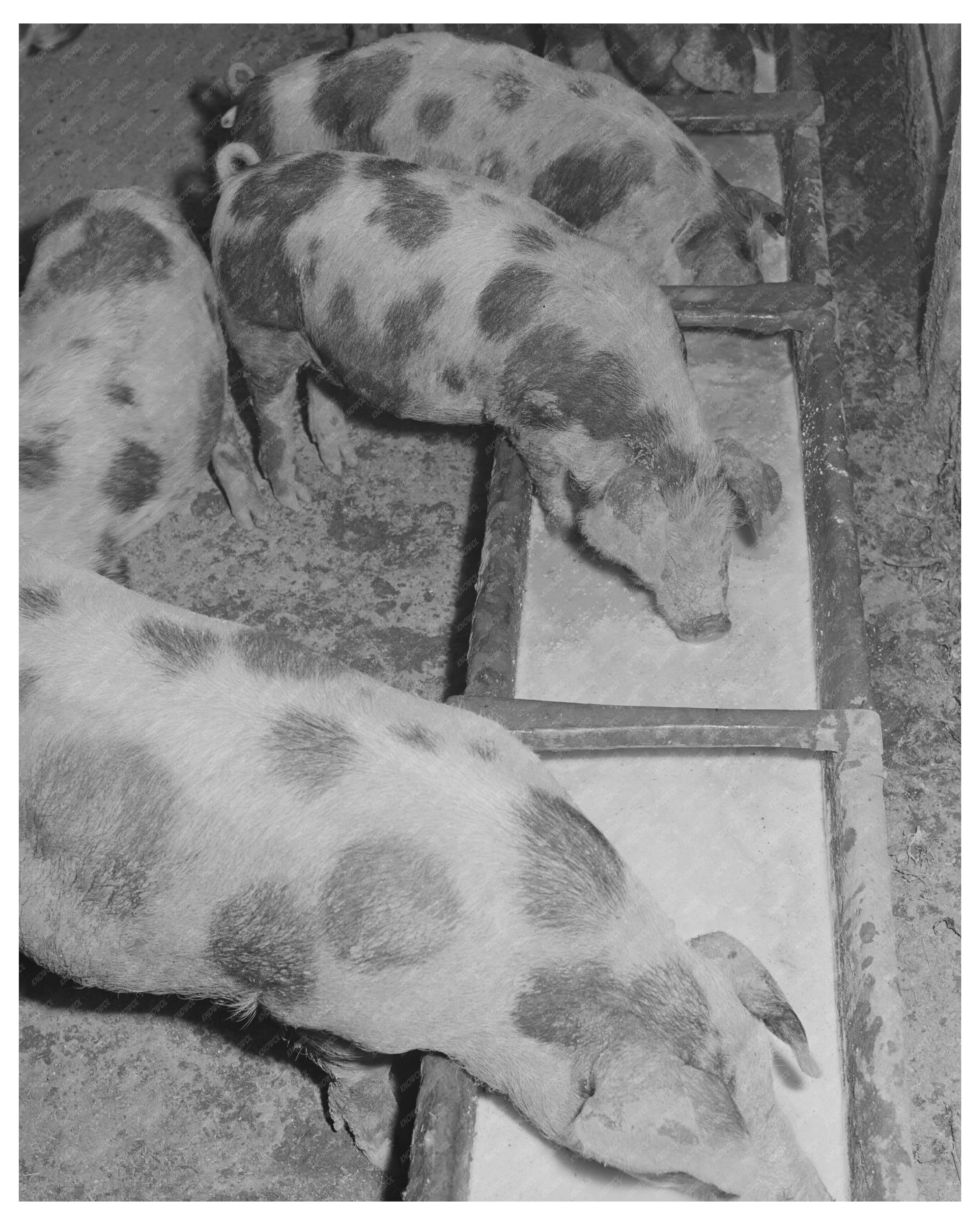 Hogs Eating Skim Milk on Idaho Farm June 1941