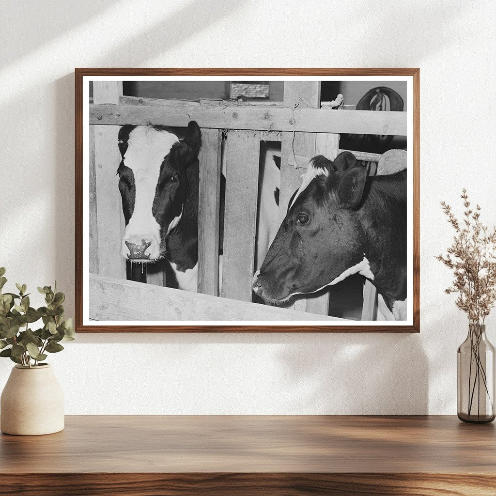 Caldwell Idaho Dairy Farming Cows June 1941