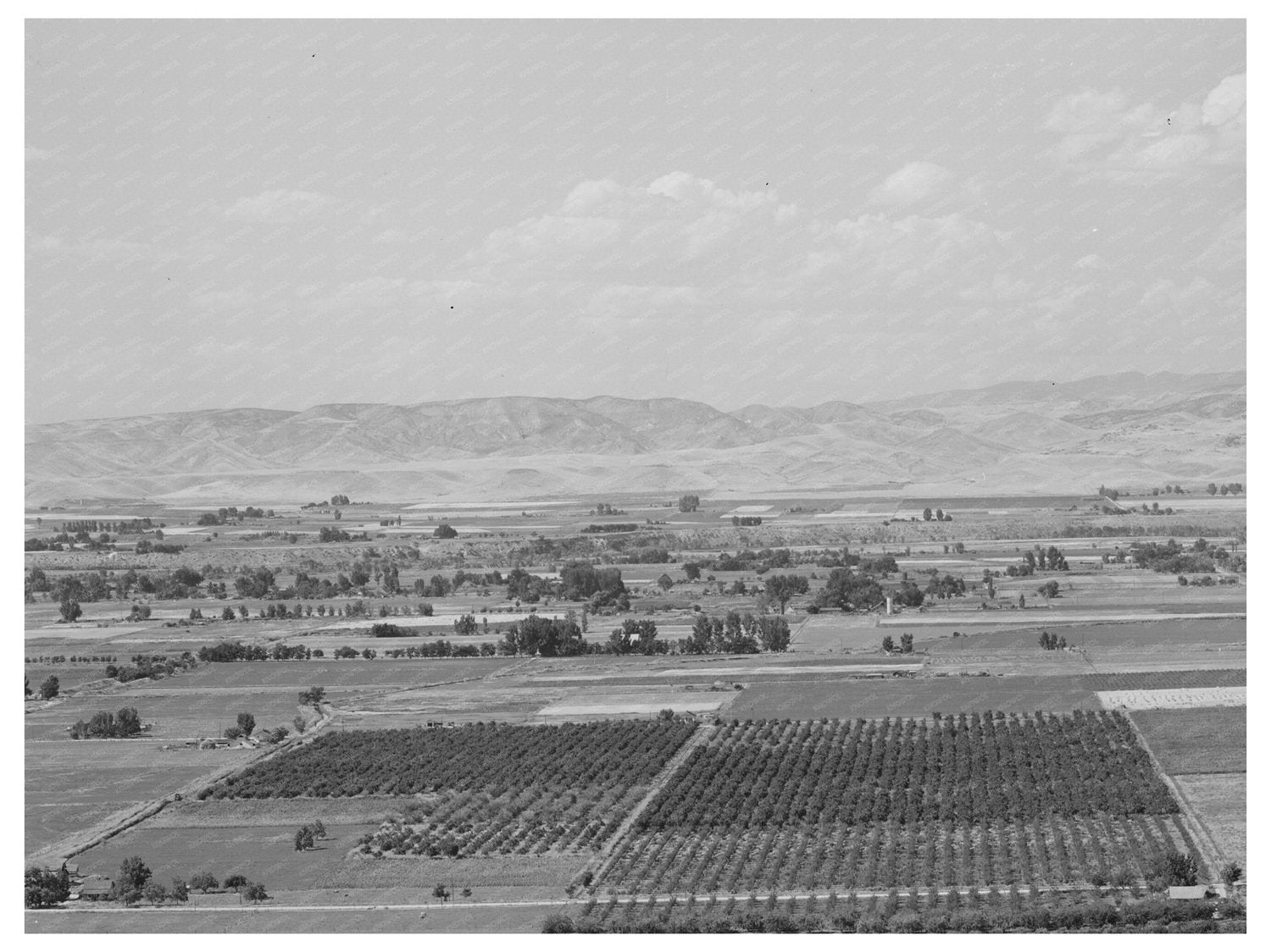 Cherry Orchards in Emmett Idaho June 1941