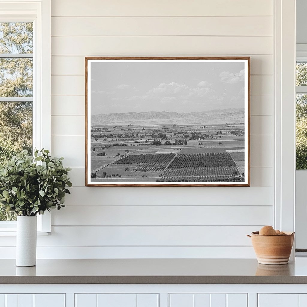 Cherry Orchards in Emmett Idaho June 1941