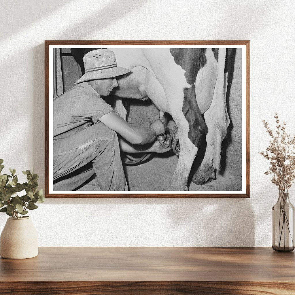 Electric Milker on Dairy Cow Caldwell Idaho June 1941