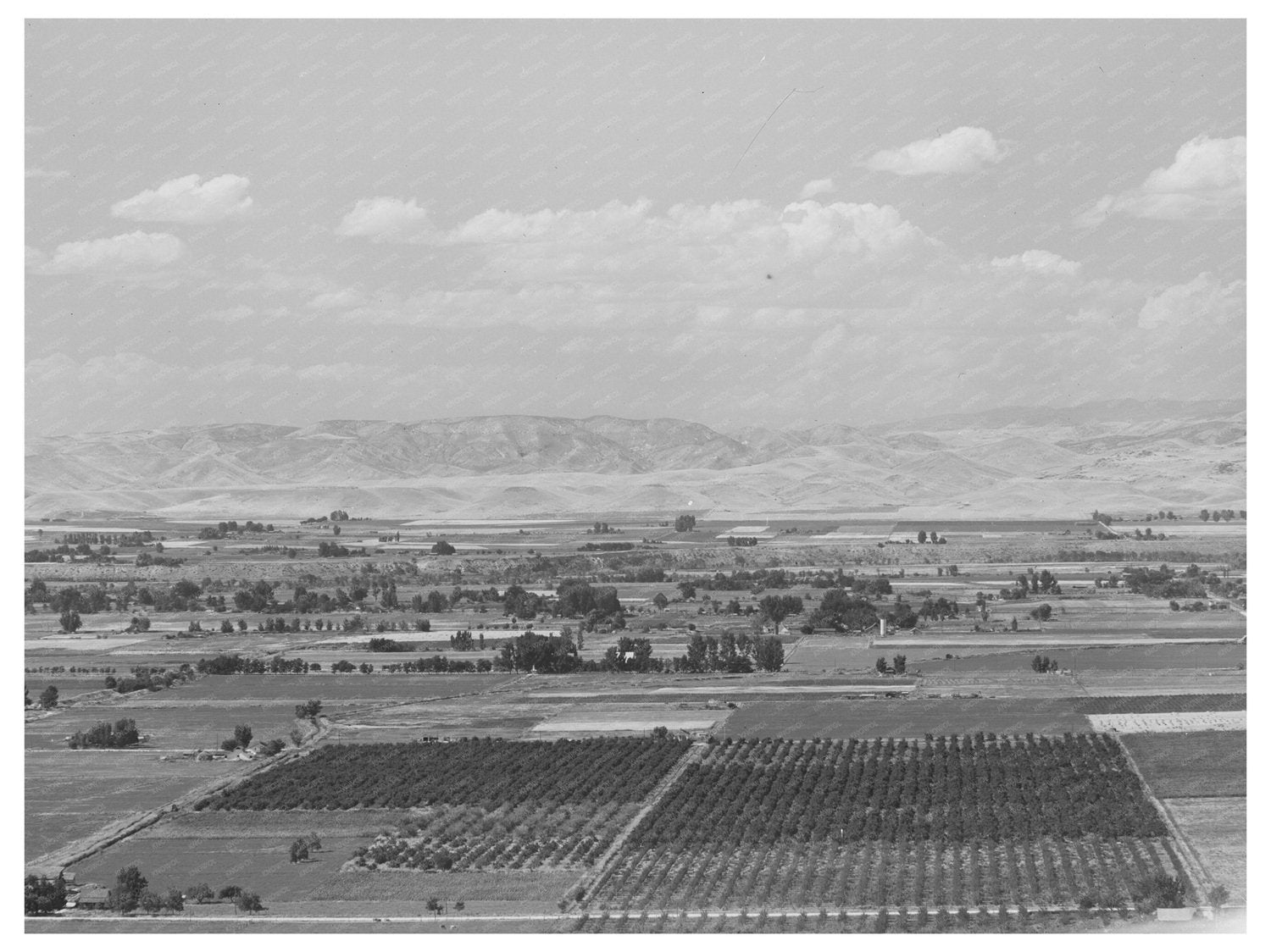 Cherry Orchards in Gem County Idaho 1941