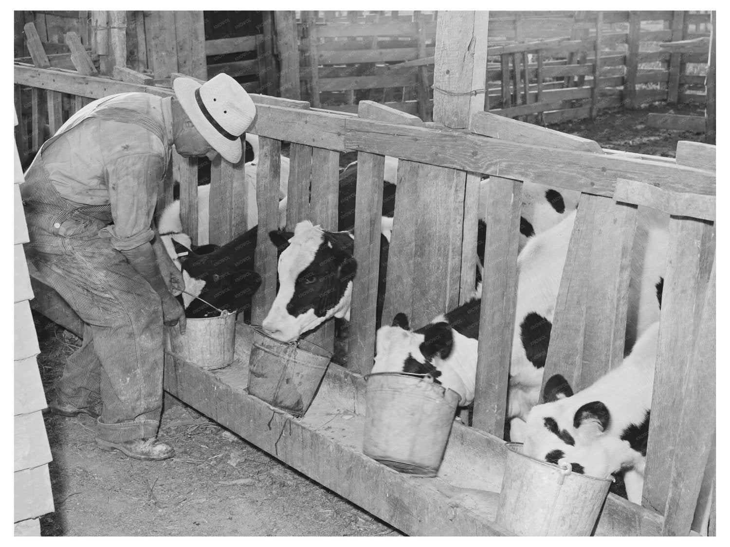 Calves at Feed Trough on Idaho Farm June 1941