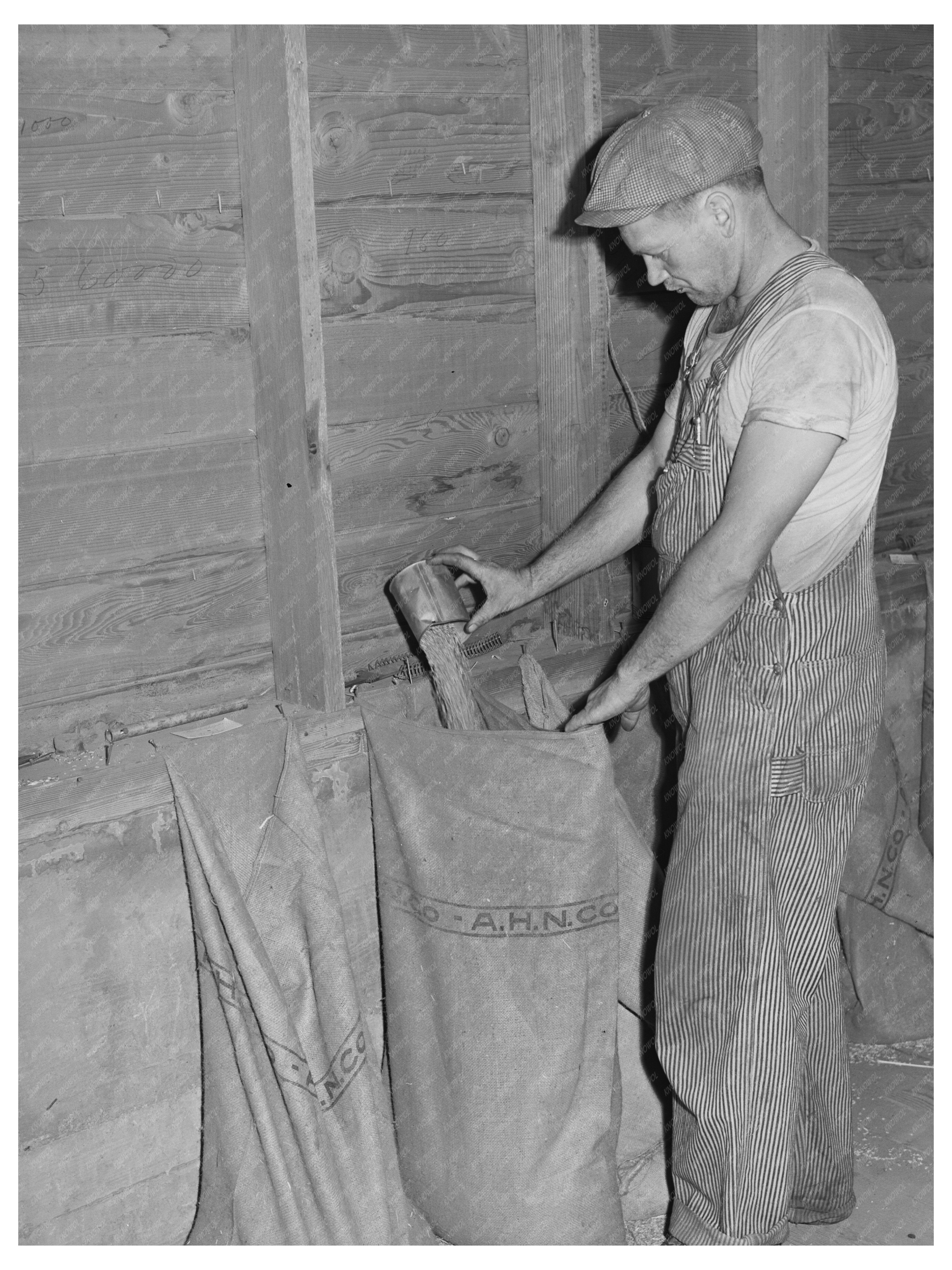 Wheat Sample Sacking by Elevator Attendant July 1941