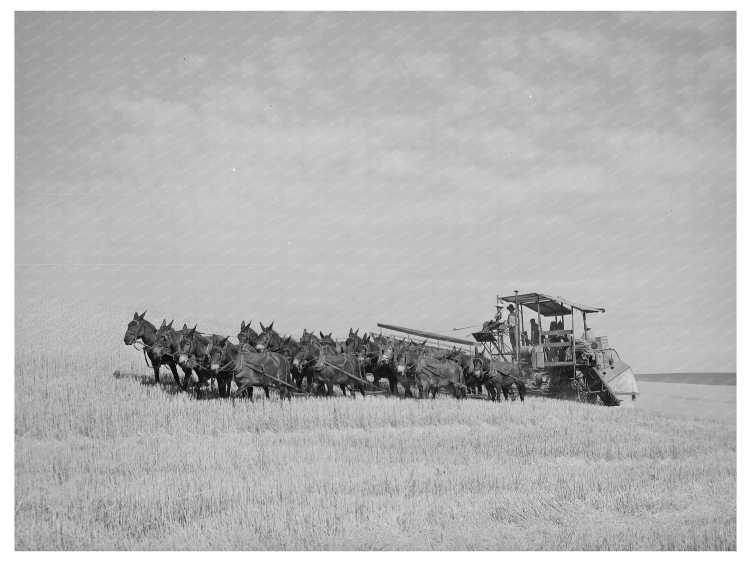 Twenty-Mule Team Working in Walla Walla County 1941
