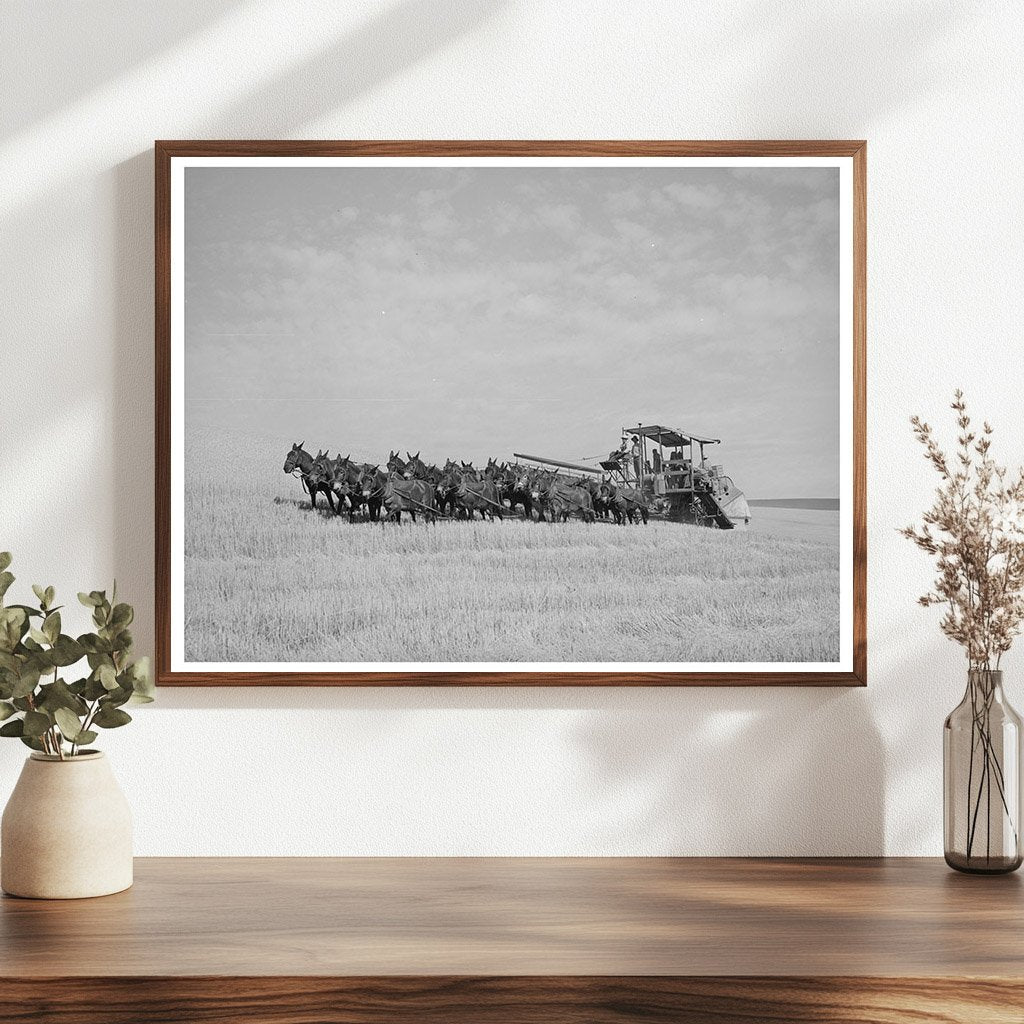 Twenty-Mule Team Working in Walla Walla County 1941