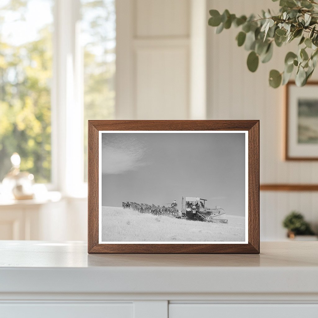 Mules-Drawn Combine in Walla Walla County 1941