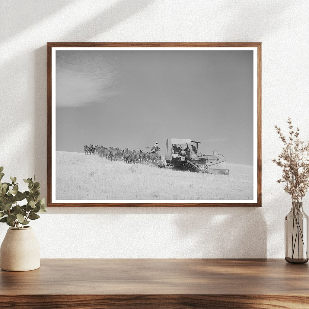 Mules-Drawn Combine in Walla Walla County 1941