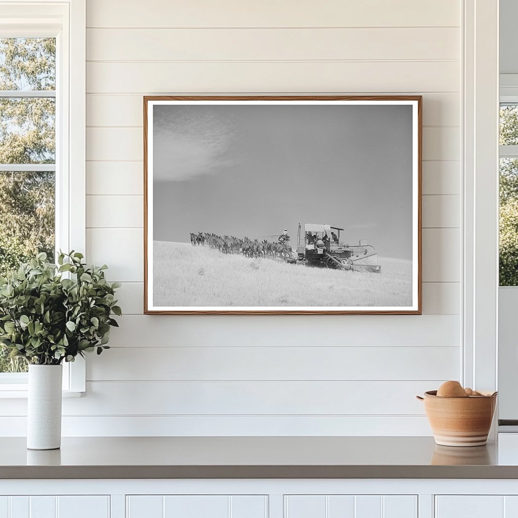 Mules-Drawn Combine in Walla Walla County 1941