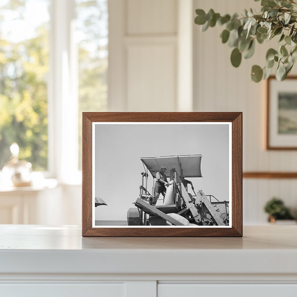 Sacker Operating Combine in Whitman County Wheat Fields 1941