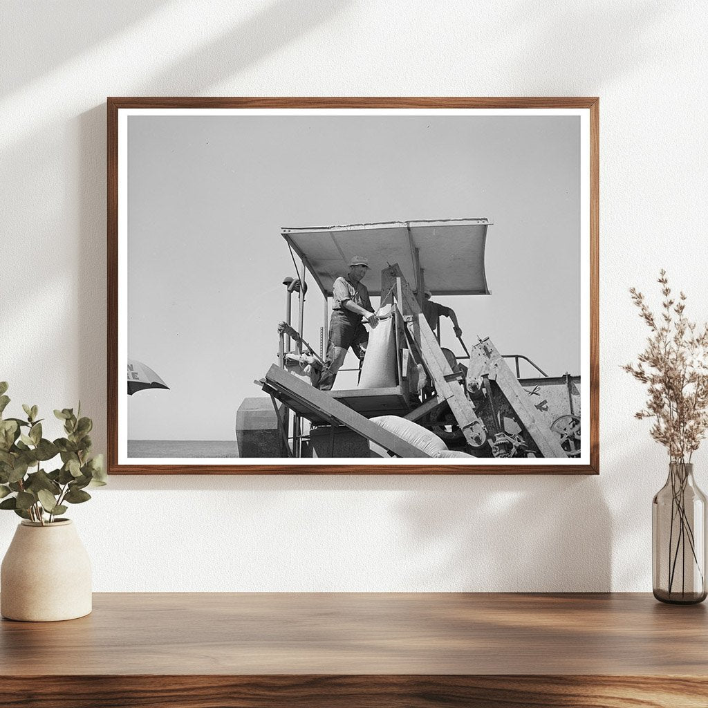 Sacker Operating Combine in Whitman County Wheat Fields 1941