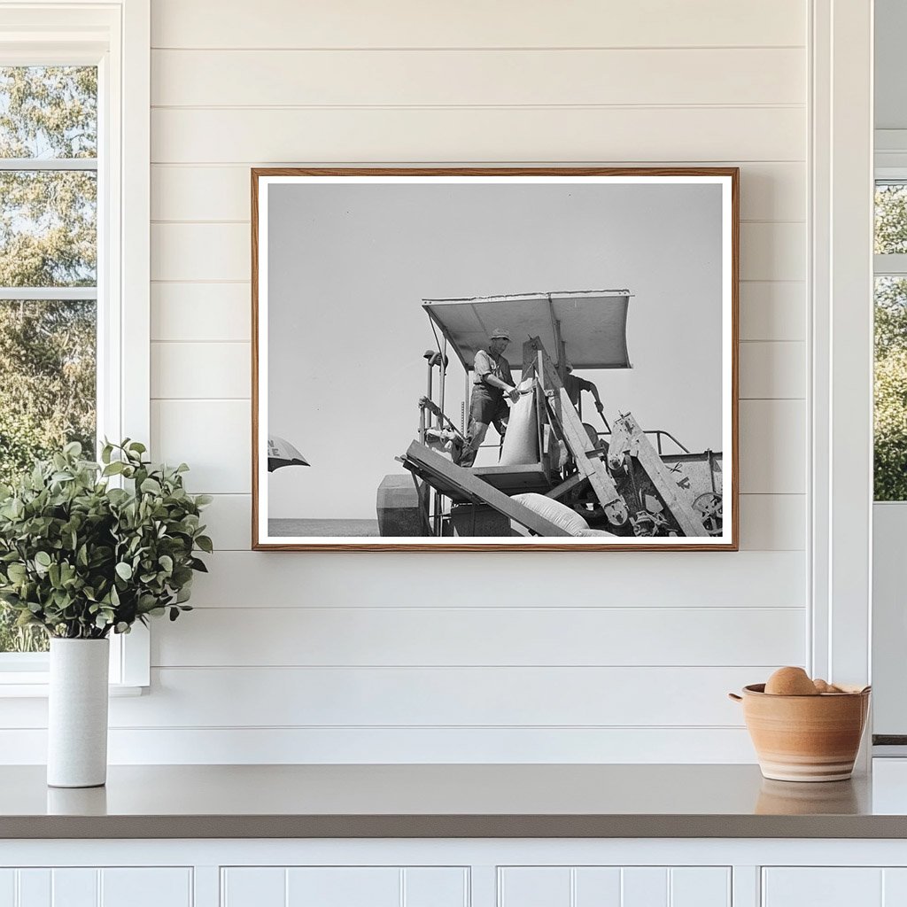 Sacker Operating Combine in Whitman County Wheat Fields 1941