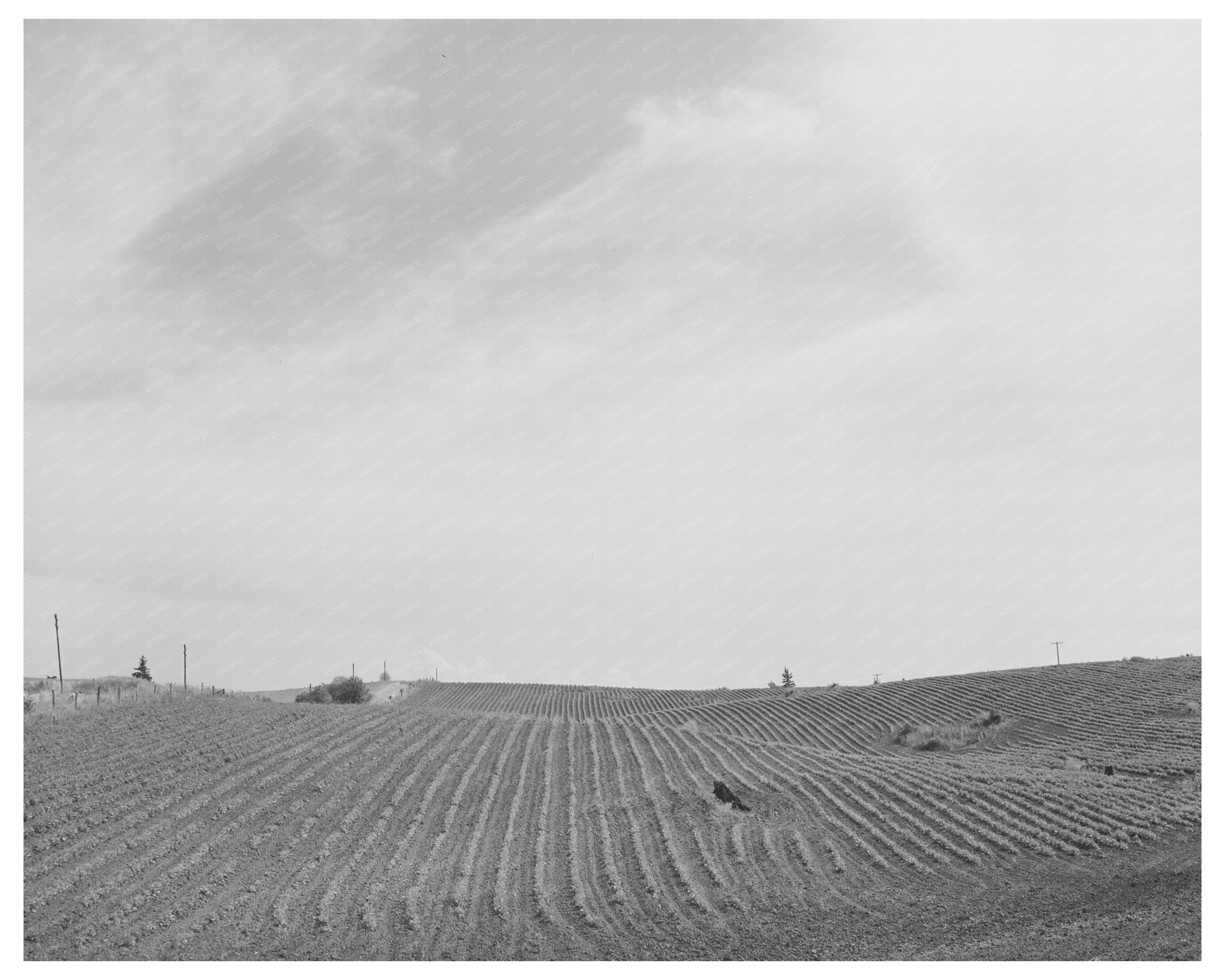 Freshly Harrowed Field Whitman County Washington 1941