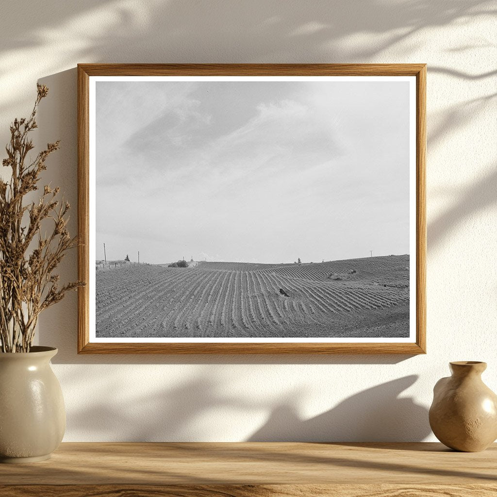 Freshly Harrowed Field Whitman County Washington 1941