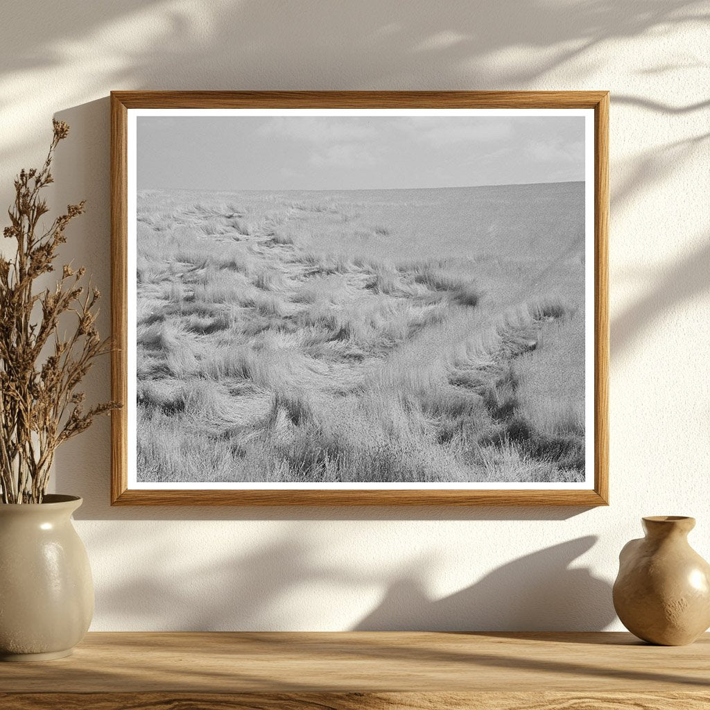 Walla Walla County Wheat Damage July 1941 Photo