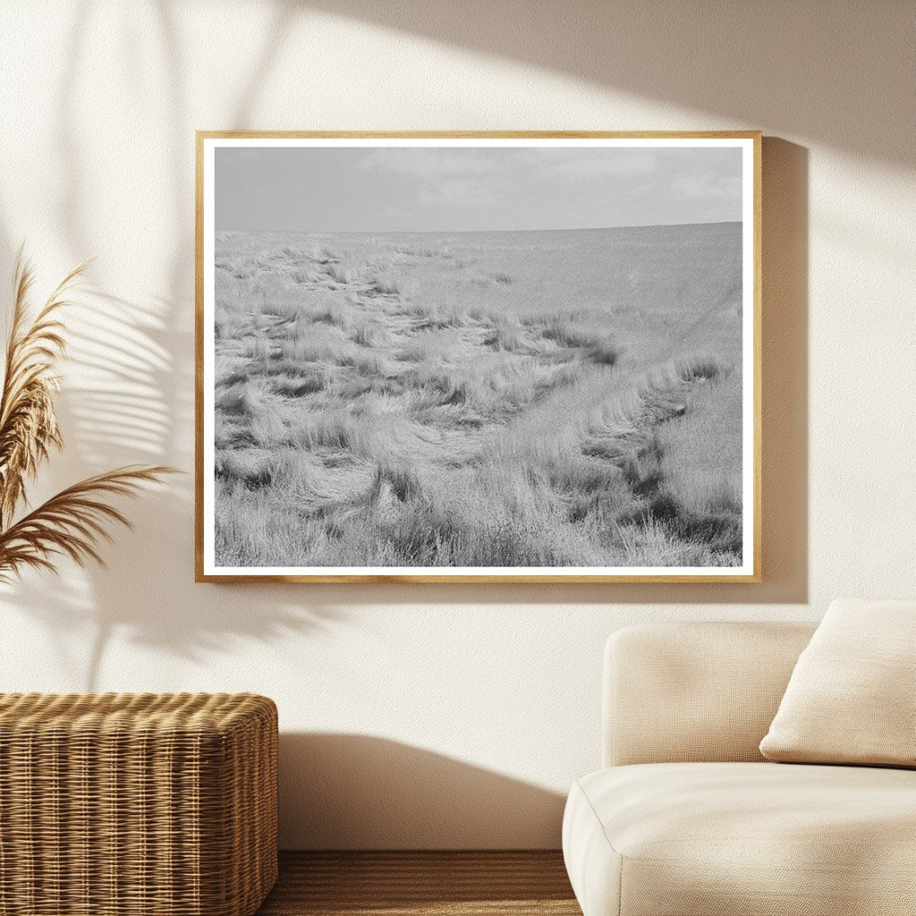 Walla Walla County Wheat Damage July 1941 Photo