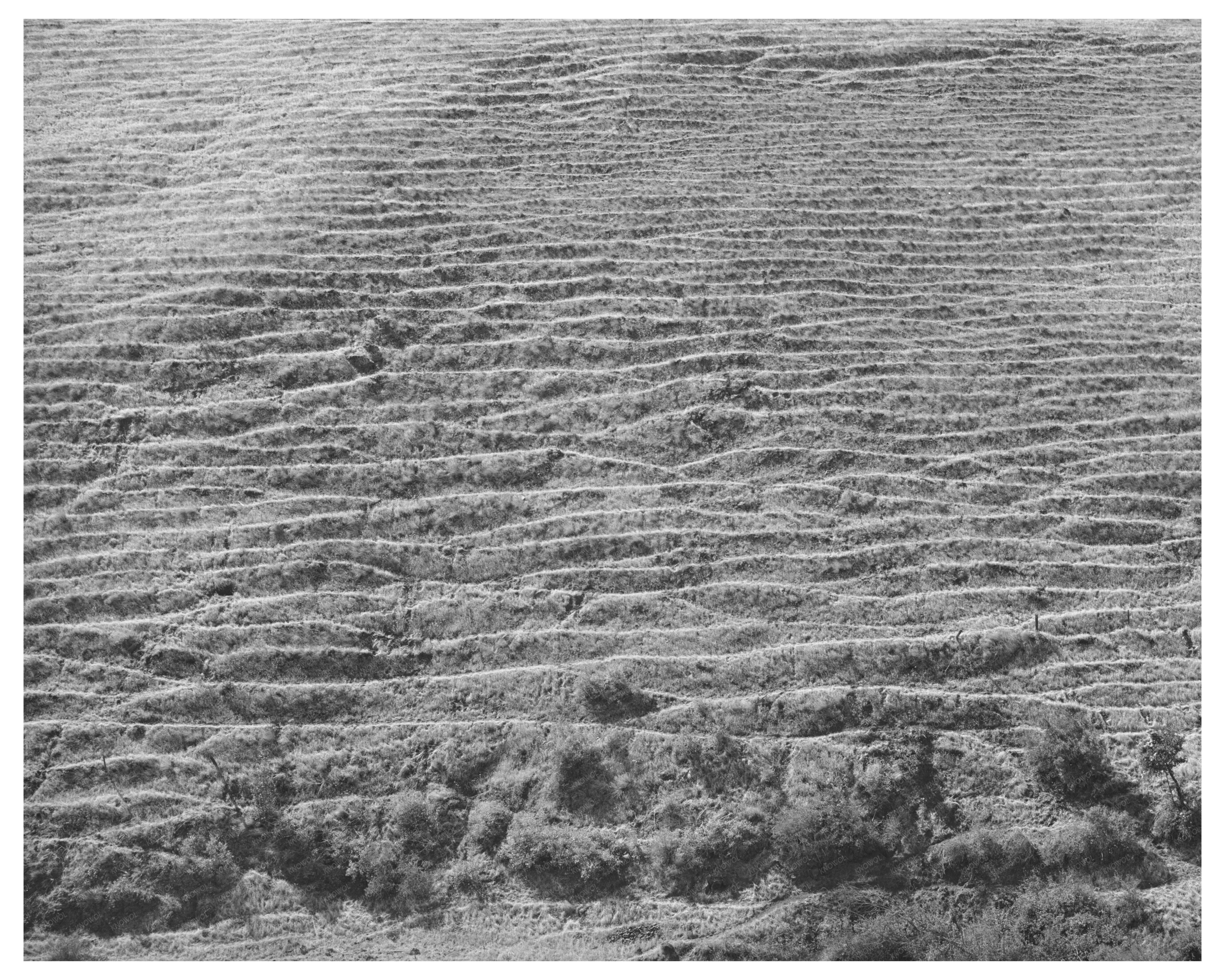 Sheep Trails on Hillside Klickitat County Washington 1941