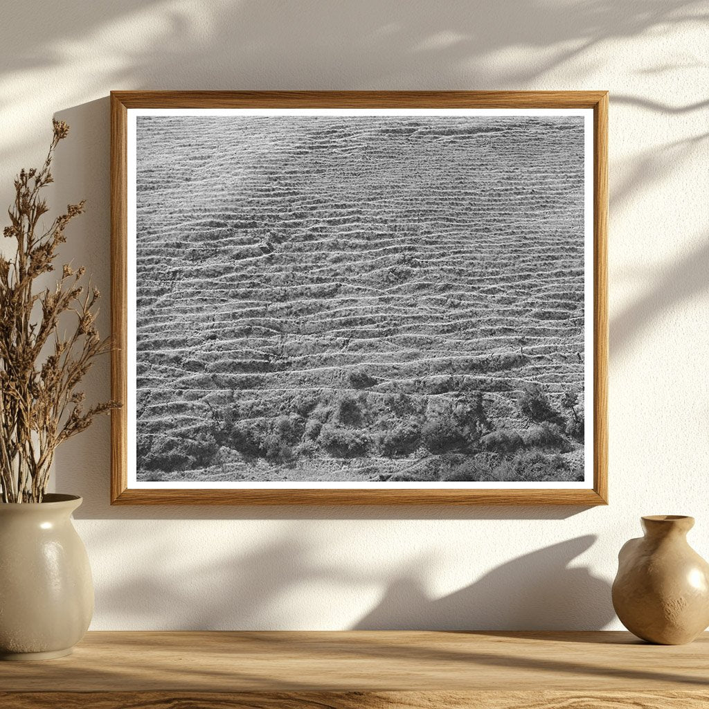 Sheep Trails on Hillside Klickitat County Washington 1941