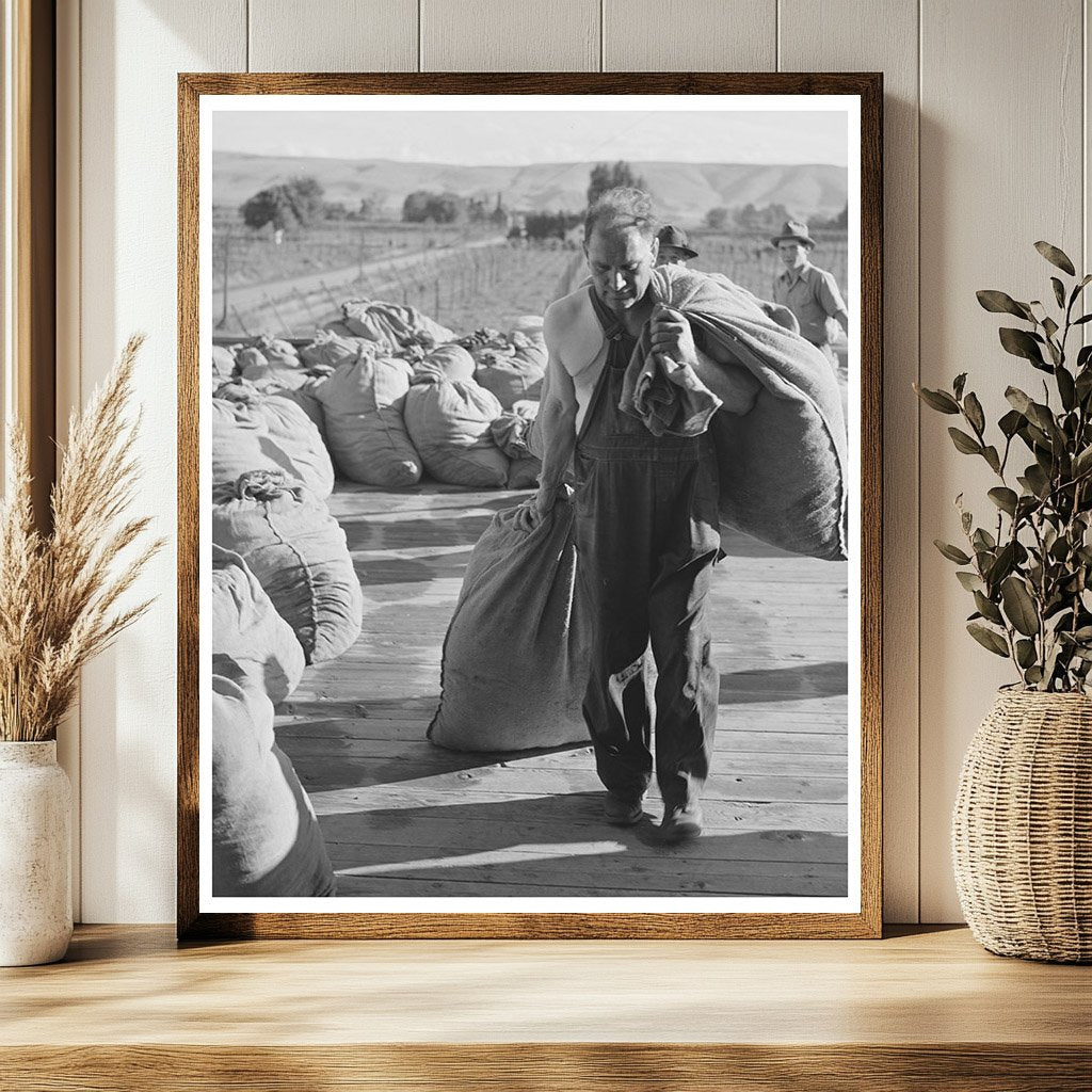 Hop Drying Process Yakima County Washington 1941